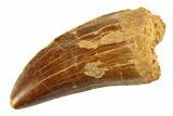 Serrated, Carcharodontosaurus Tooth - Real Dinosaur Tooth #351713-1